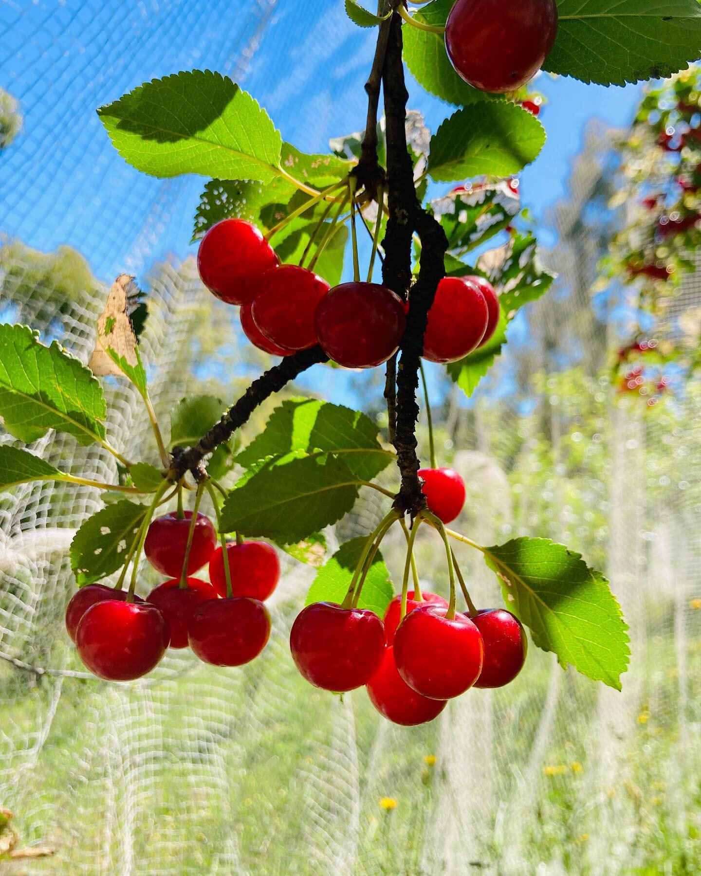 Hello Tuesday, it&rsquo;s beginning to feel festive and if you&rsquo;re not quite there yet here&rsquo;s some local activities to get you in the mood:

🍒 Local cherries and berries will soon be ripe, keep an eye on signs around the district 
🍪 Loca