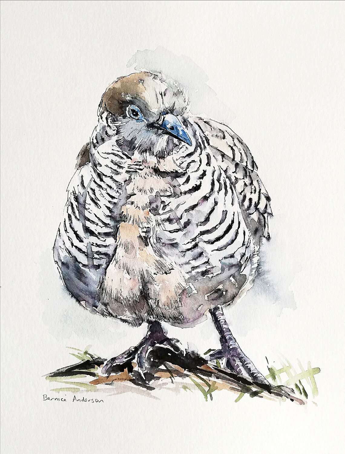 zebra dove2.jpg