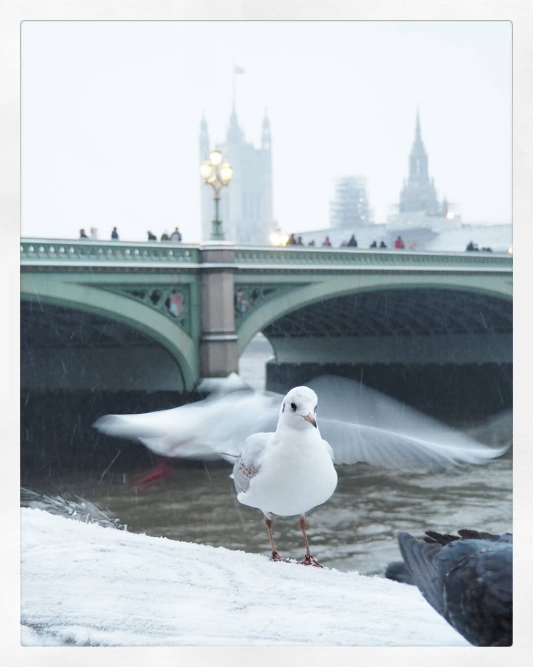 Seagull by the Thames © Rebecca Douglas-Home 2018