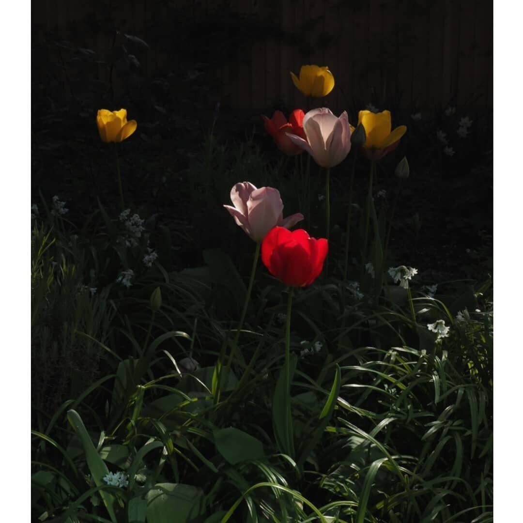 Tulips © Rebecca Douglas-Home 2020