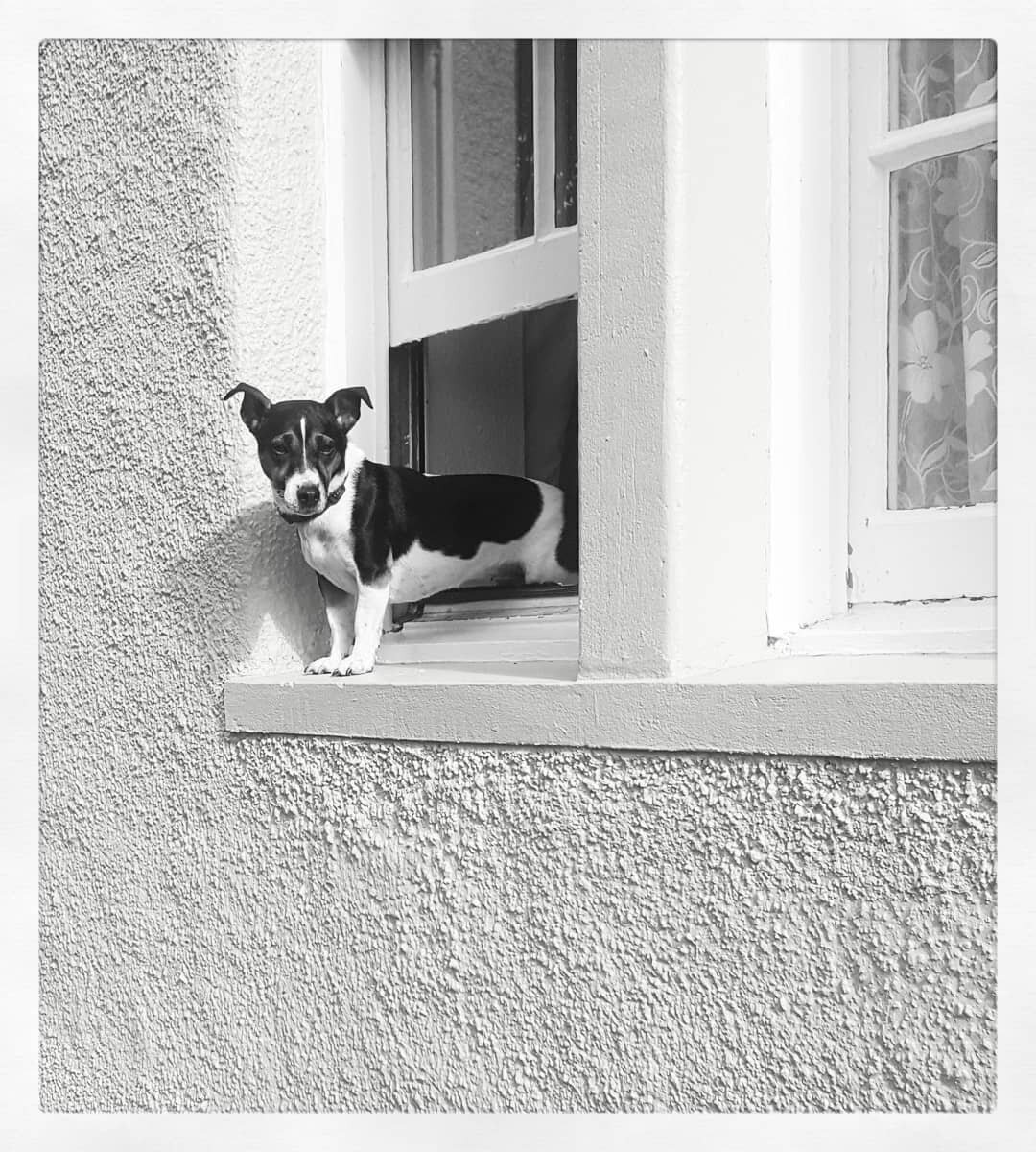 Dog in the window © Rebecca Douglas-Home 2018