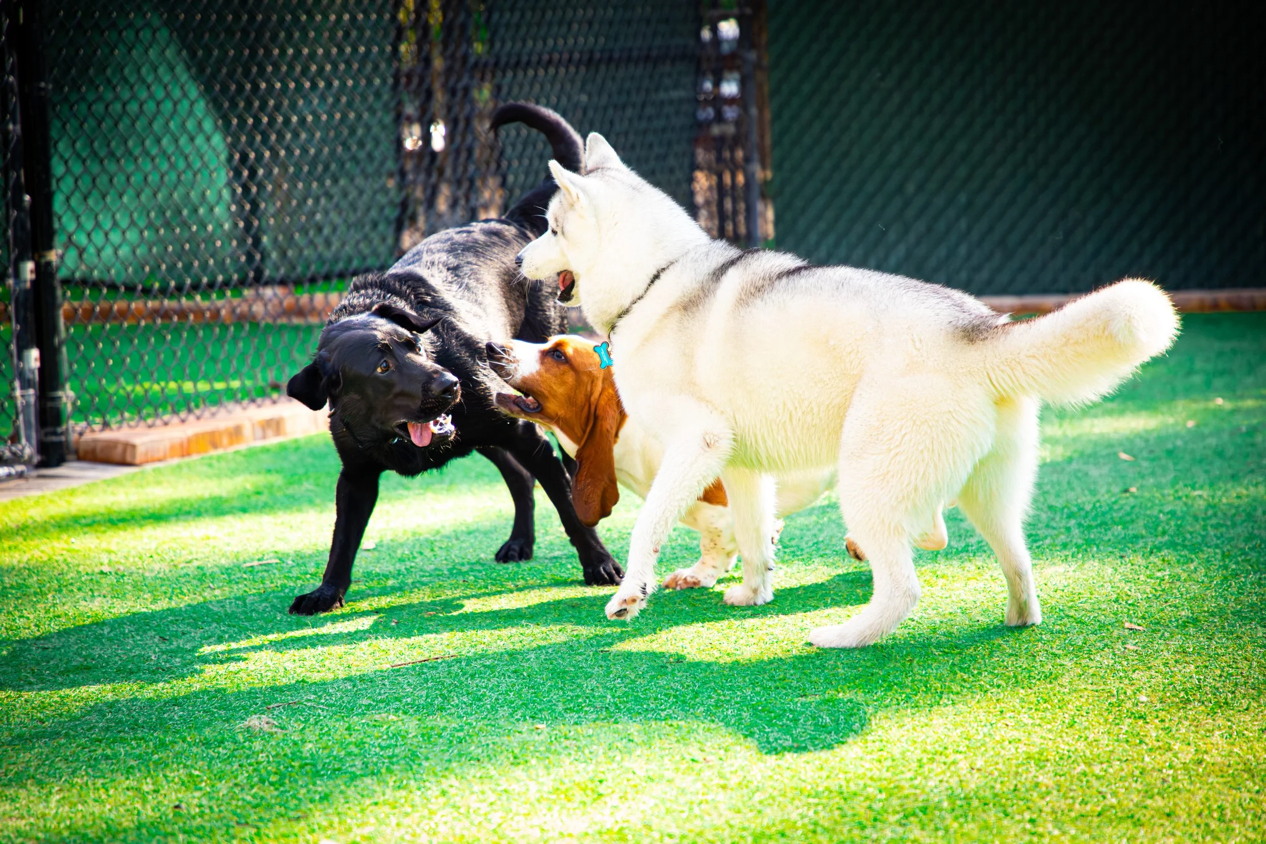 Dog Socialization Explained: Why Structure Matters More Than Just Play ...