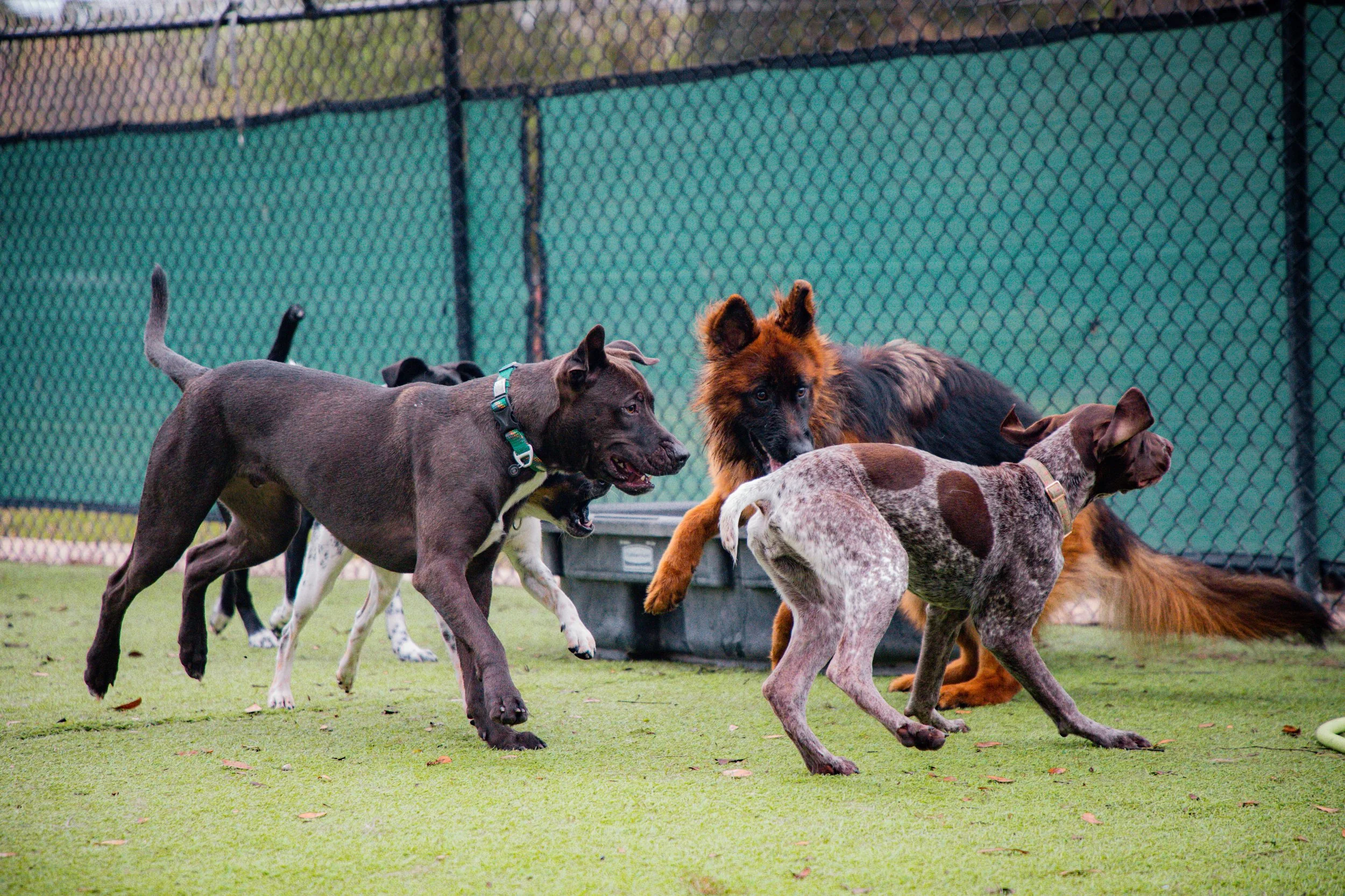 Dog Socialization Explained: Why Structure Matters More Than Just Play ...