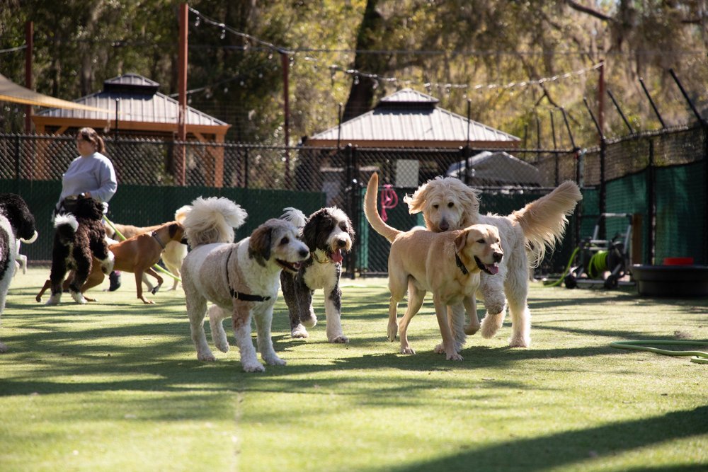 A daycare playgroup in one of the outdoor yards