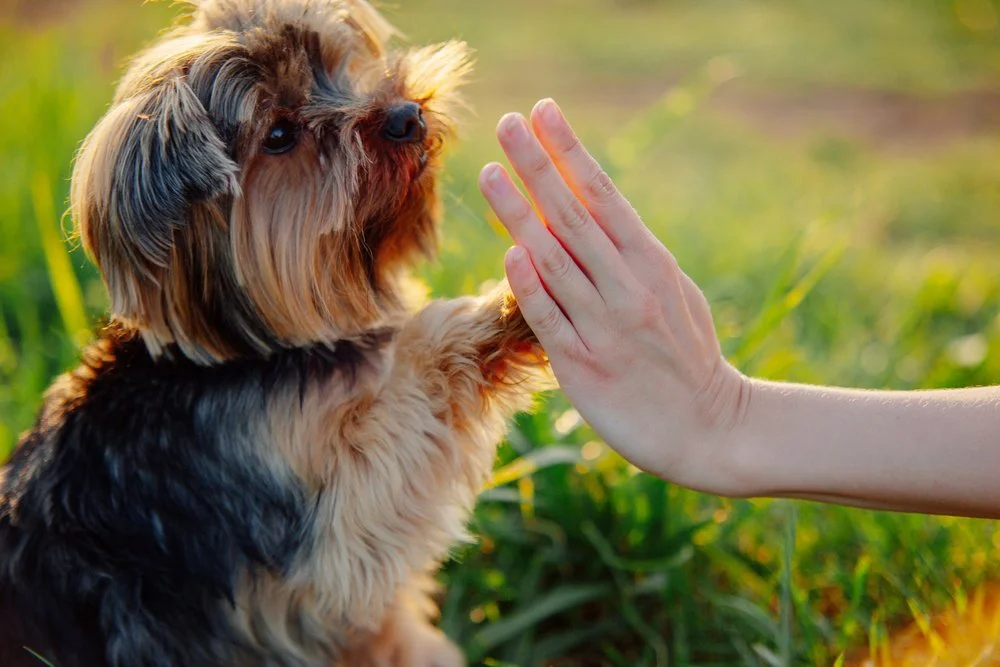 Five Easy Tricks You Can Teach Your Pup Right Now