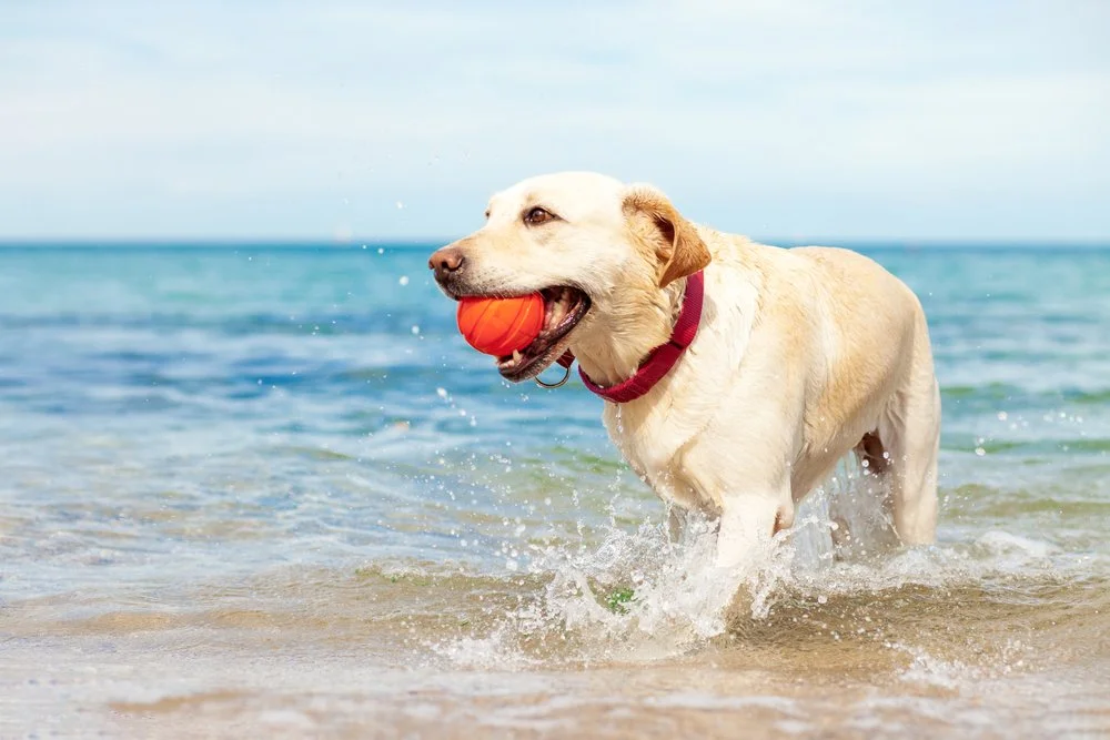 Keeping Your Dog Cool in the Summer