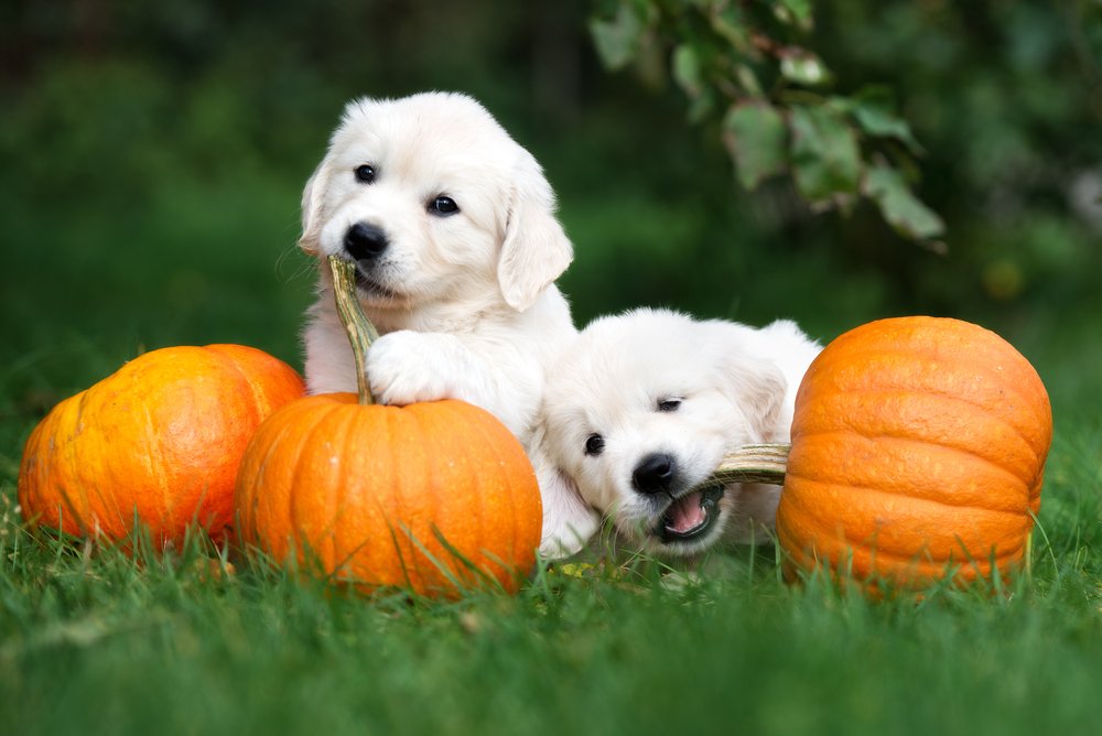 Holiday Activities to Do With Your Dog