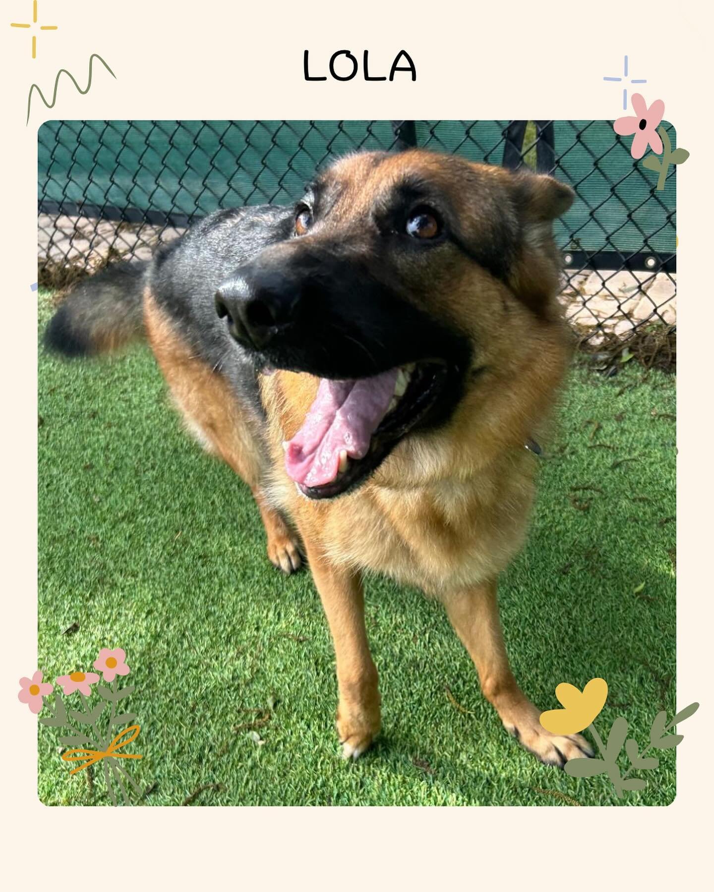 For National German Shepherd Day, we are sharing some of our german shepherd friends! 🐶😁❤️ #jazzswonderland #doggiedaycare #dogboarding #boarding #gainesville #nobreedrestrictions #floridadogs #rover #dogphotography #happydogs #bestdoggiedaycare #g