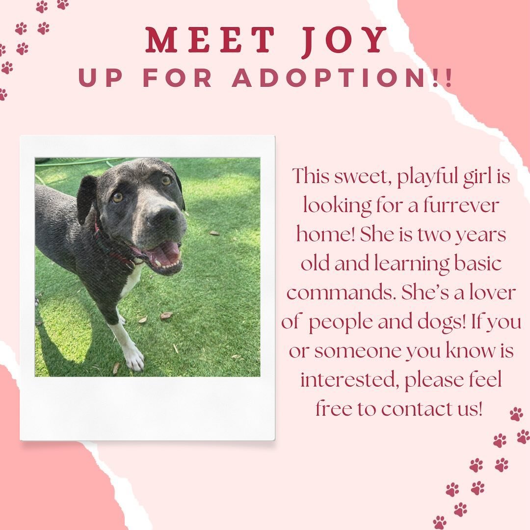 Meet Joy! This sweet, playful girl is looking for a home! Please let us know if you or someone you know is interested in adopting her! #dog #doglover #adoption #foster #dogadoption #adoptdontshop