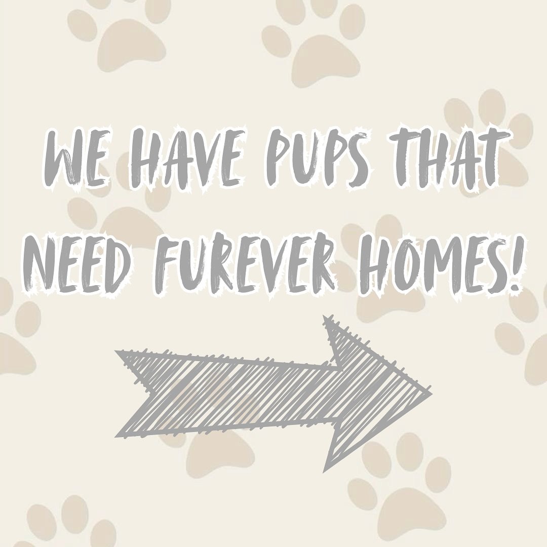 Jazz&rsquo;s Wonderland is having a HUGE adoption opportunity❕❕ 

We currently have many pups that are in need of a family. We have a wide variety of sweet boys and girls here. From a 3 year-old German Sheperd, to puppies that are just a few weeks ol