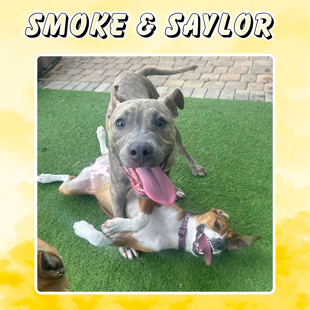 How do we feel about Mondays at Jazz&rsquo;s&hellip;? Let&rsquo;s just say we have some mixed emotions, demonstrated in these pictures!(Psstt&hellip; Owen REALLY hates Mondays) 🐶😂🐾 

#jazzswonderland #gainesville #florida #dogsofinsta #dogsofinsta