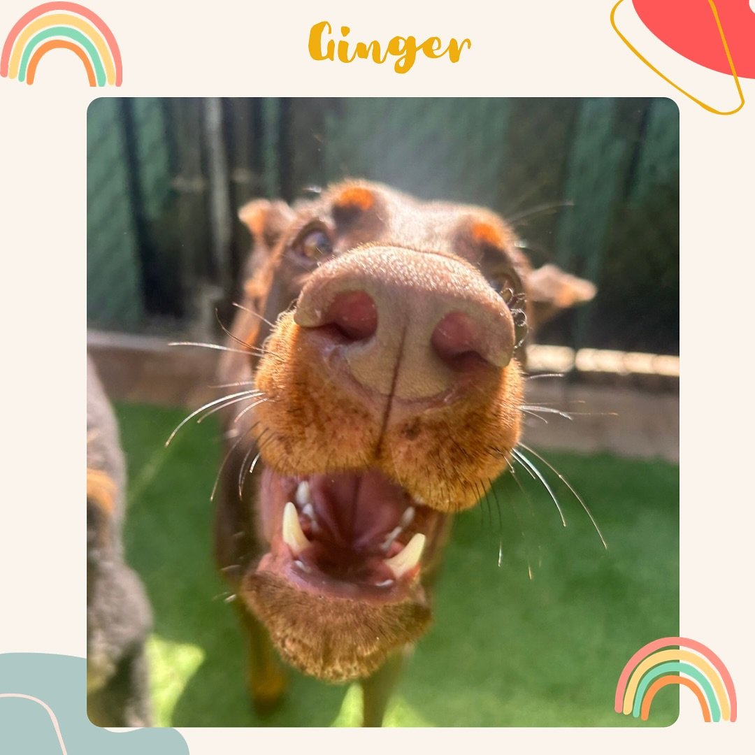 It&rsquo;s officially summertime at Jazz&rsquo;s! Come join us for pool time, play time, and an all around good time! 🐶☀️🌴

#jazzswonderland #gainesville #florida #dogsofinsta #dog #dogslife #doggydaycare #summer