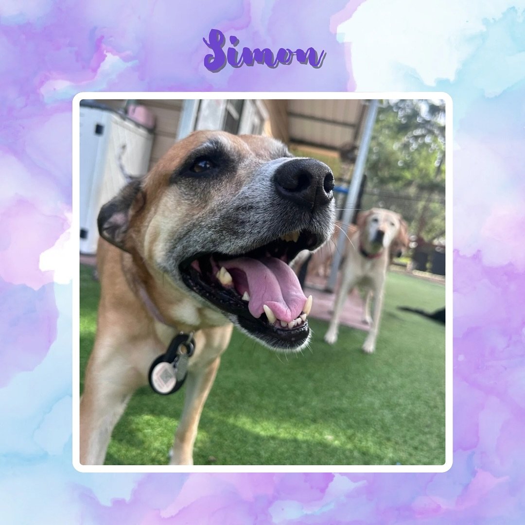 Jazz&rsquo;s Wonderland is where the sun comes out to shine and the pups come out to play! Book your dog&rsquo;s stay today! 🐶🐾☀️

#jazzswonderland #gainesville #florida #dogsofinsta #dogsofinstagram #dogslife #doglovers #doggydaycare