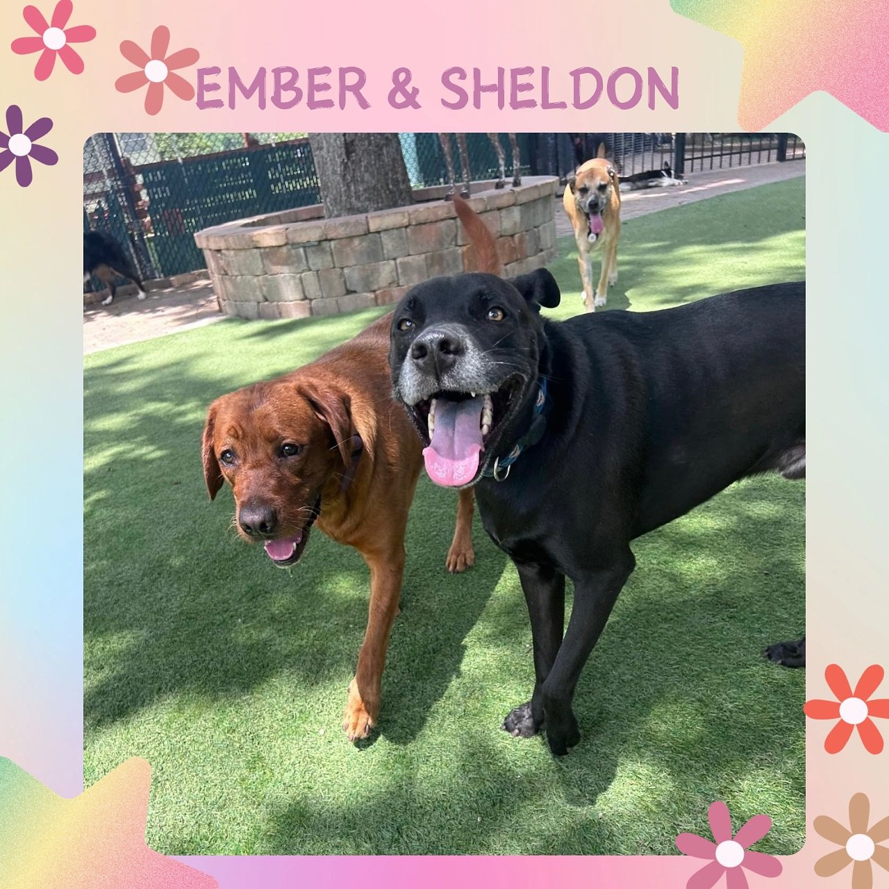 The best part of our day is getting to see all these happy faces! Book your pup&rsquo;s stay at Jazz&rsquo;s Wonderland today! 🐶🧡🦴

#jazzswonderland #gainesville #florida #dogsofinsta #doggydaycarelife #doggy