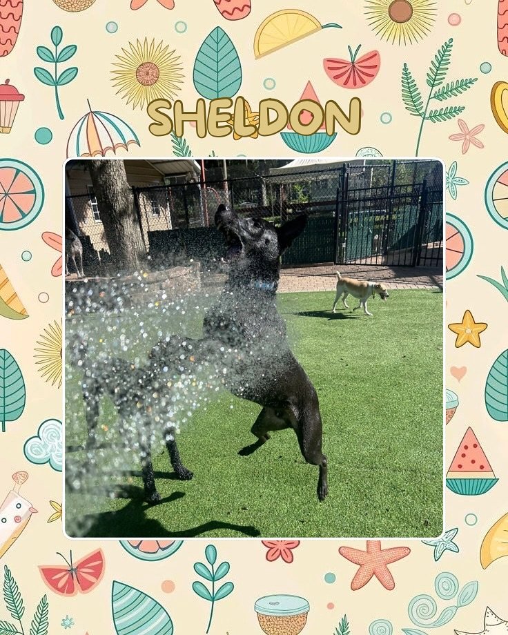 We are having an absolute blast at Jazz&rsquo;s Wonderland kicking off the summer season! Bring your pup to join in on the fun! 🐶🦴☀️😎

#jazzswonderland #gainesville #florida #dogsofinsta #dogsofinstagram #summer #summerishere #doggydaycarelife