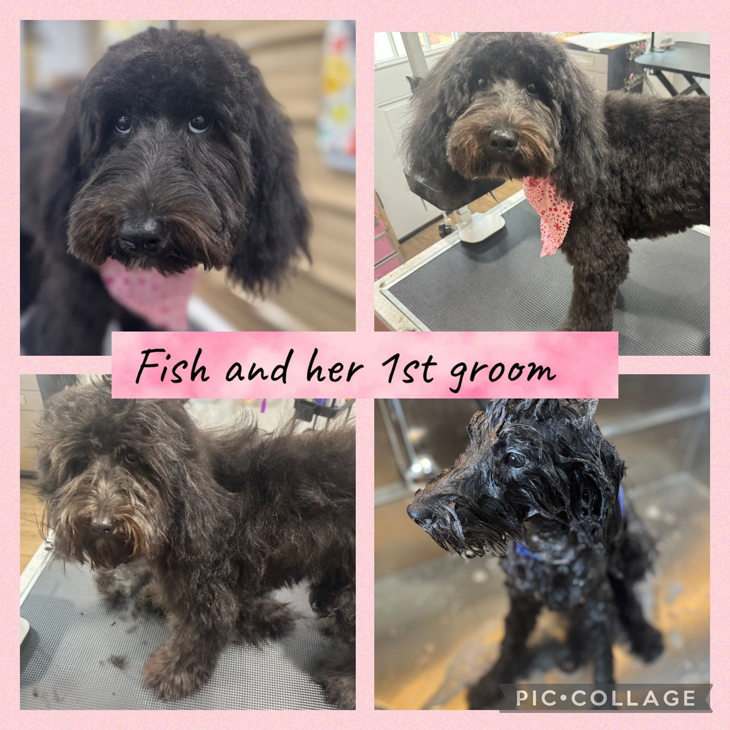 🛁🫧🧼🚿✂️ Take a look at these photos, what do you notice? All we see is these pups getting a refreshing bath and groom! At Jazz&rsquo;s Wonderland, we offer many grooming services for all kinds of dogs. 

Does your pup need a haircut? A bath? A spa