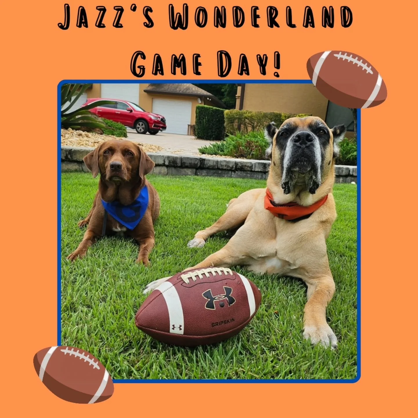 It almost time for Jazz's Wonderland Game Day! Texas Longhorns vs. Florida Gators! On Saturday, October 4th, be sure to bring a themed item for your pup (shirt, collar, bandana, etc) for your pup to participate! Don't have a themed item? No worries! 