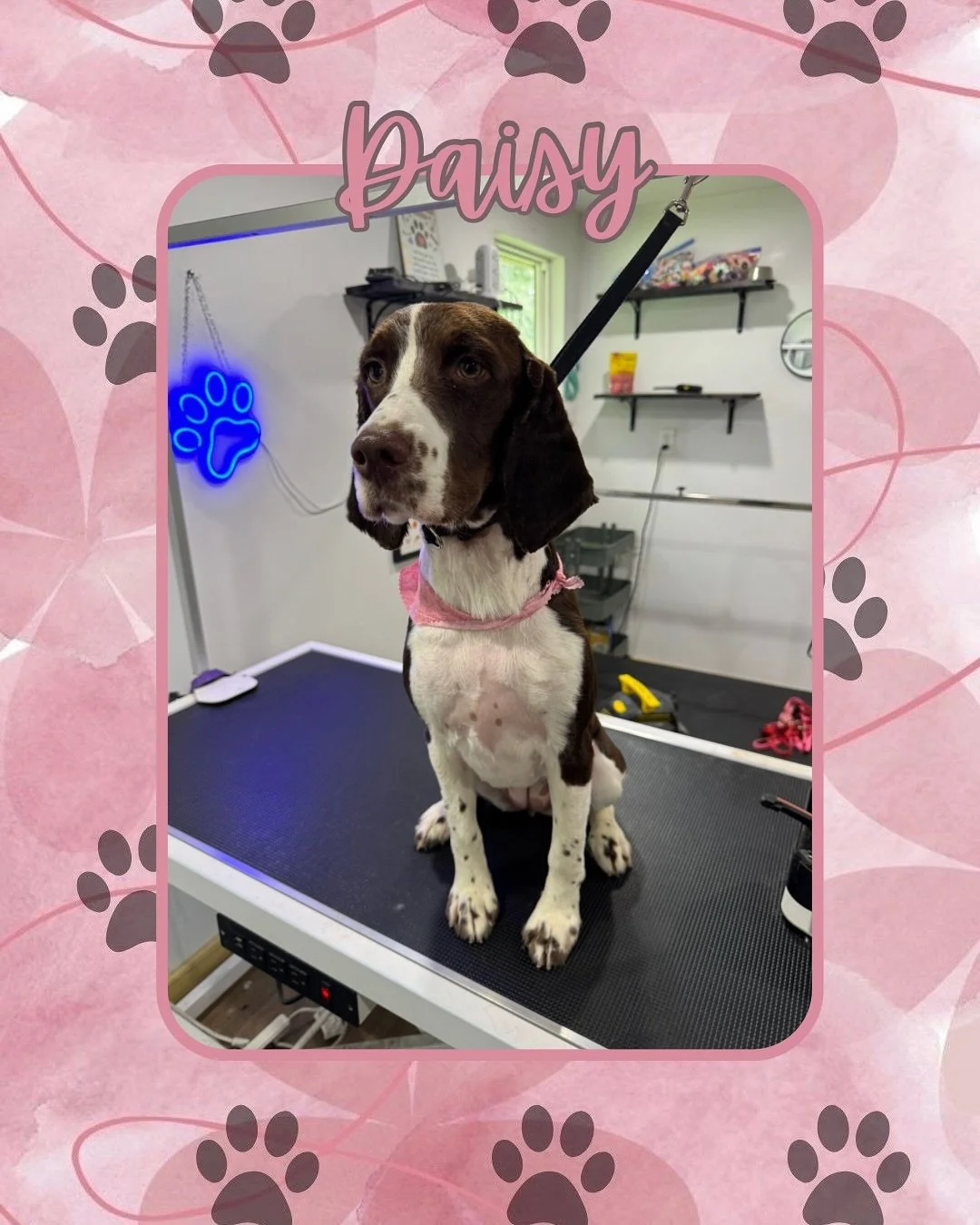 All pups to the salon! 🐾🚿🐕🪮

Did you know Jazz&rsquo;s Wonderland offers ✨fabulous✨ grooming services? Ashley Knott, one of our awesome groomers, is putting in the work to make these pups shine like the stars they are! Swipe to see her most recen