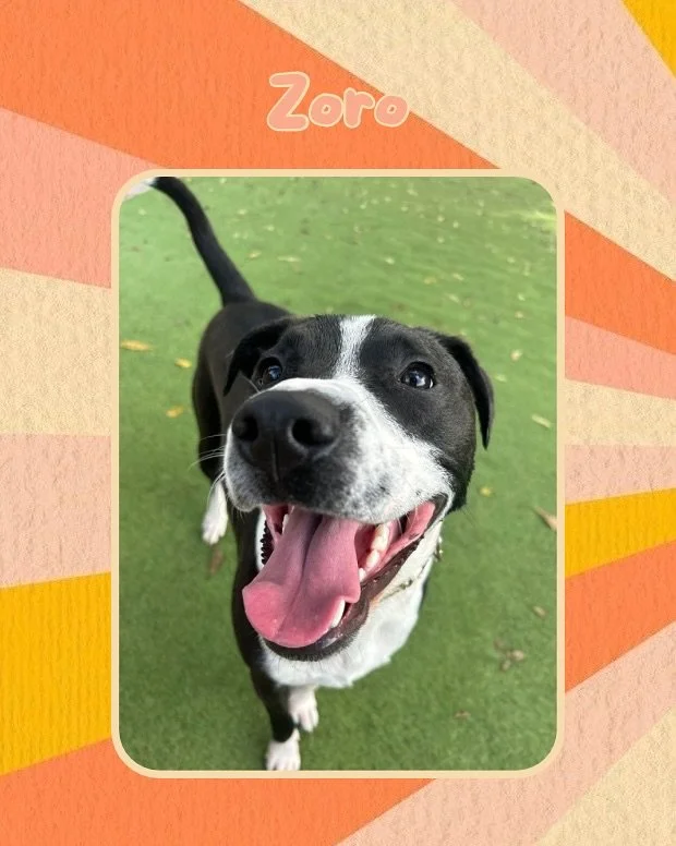 Weekend vibes at Jazz&rsquo;s! It&rsquo;s always a blast with these pups 🐶😎🐾

#jazzswonderland #gainesville #florida #doggydaycare #dogdaycare #doggy #dogsofinstagram