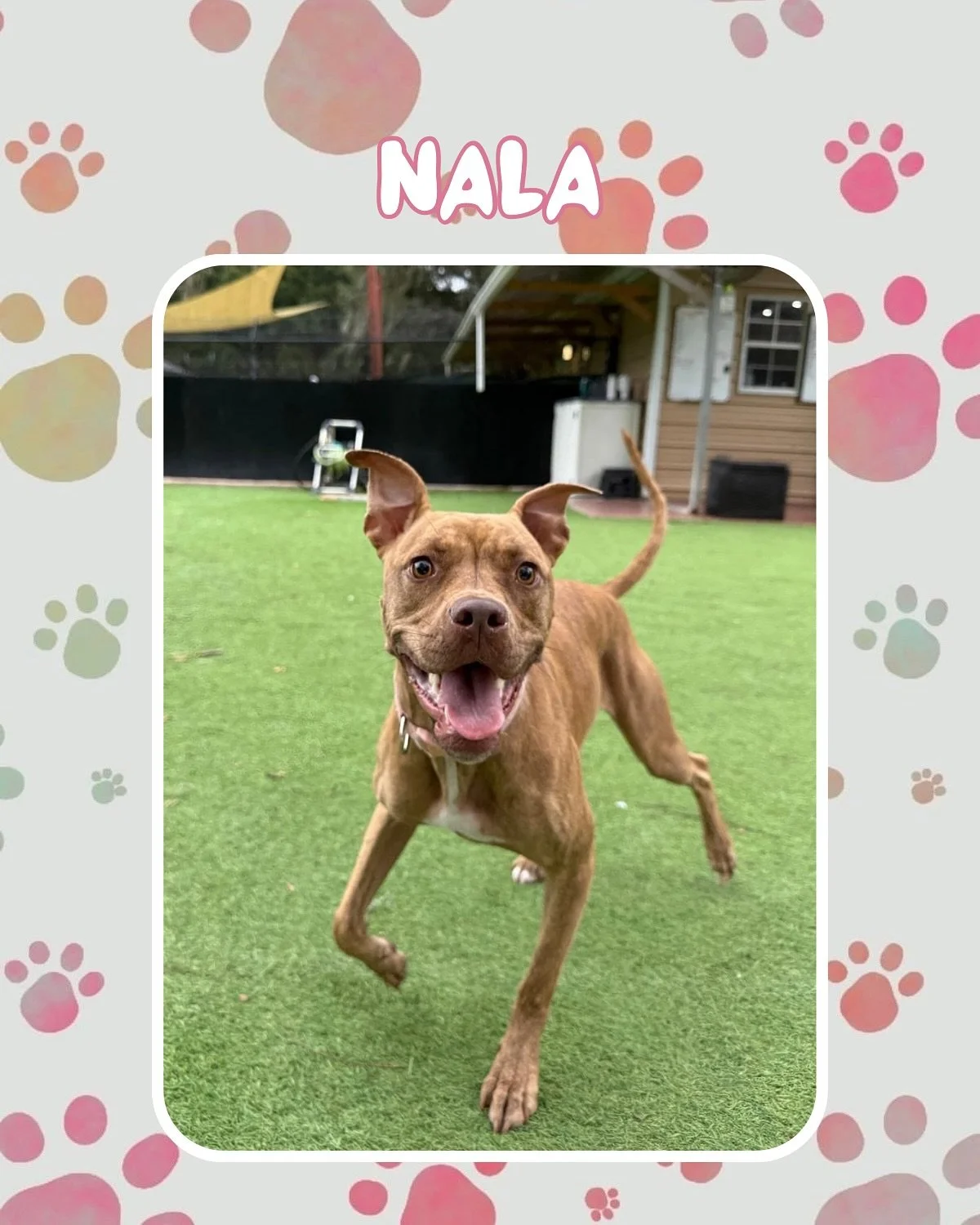 Our pups want to wish you a happy Saturday!! These smiling faces are loving the cooler weather 🍂🐶

Want to join the pack? Check out our website and book a meet-and-greet or reservation today! 🐾

#jazzswonderland #gainesville #florida #doggydaycare