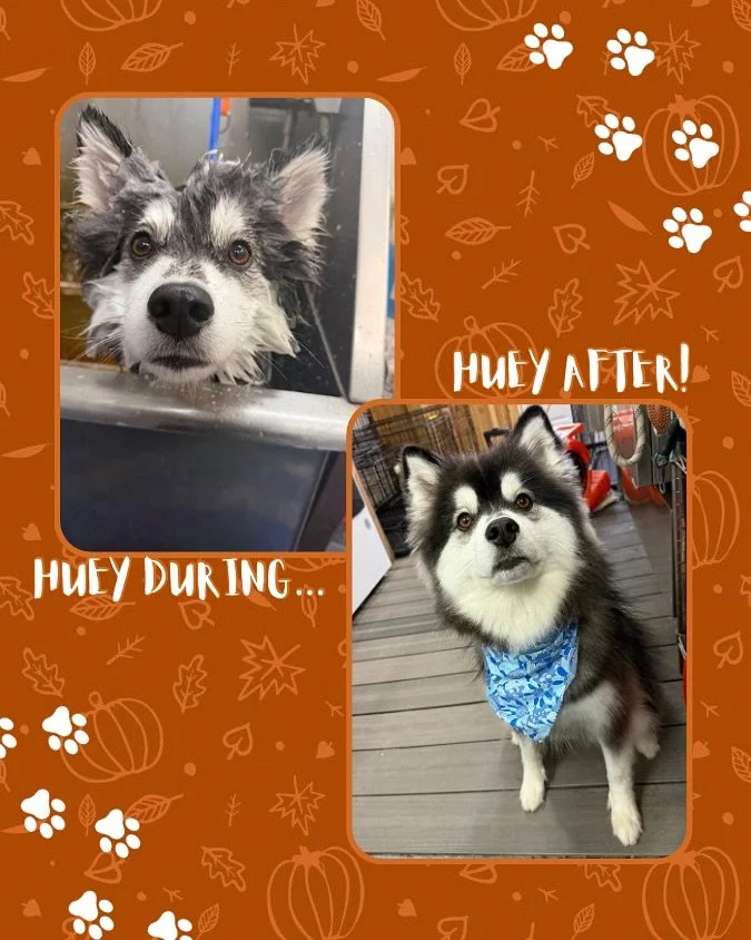 ✨Did you know that Jazz&rsquo;s Wonderland offers a variety of quality services?✨

These services include, but are not limited to&hellip;

🛁 Bathing
🍦 Doggy Ice Cream
🧩 Enrichment
🪮 Grooming
🥶 Chill Kong with Peanut Butter

&hellip;And more!

Ad