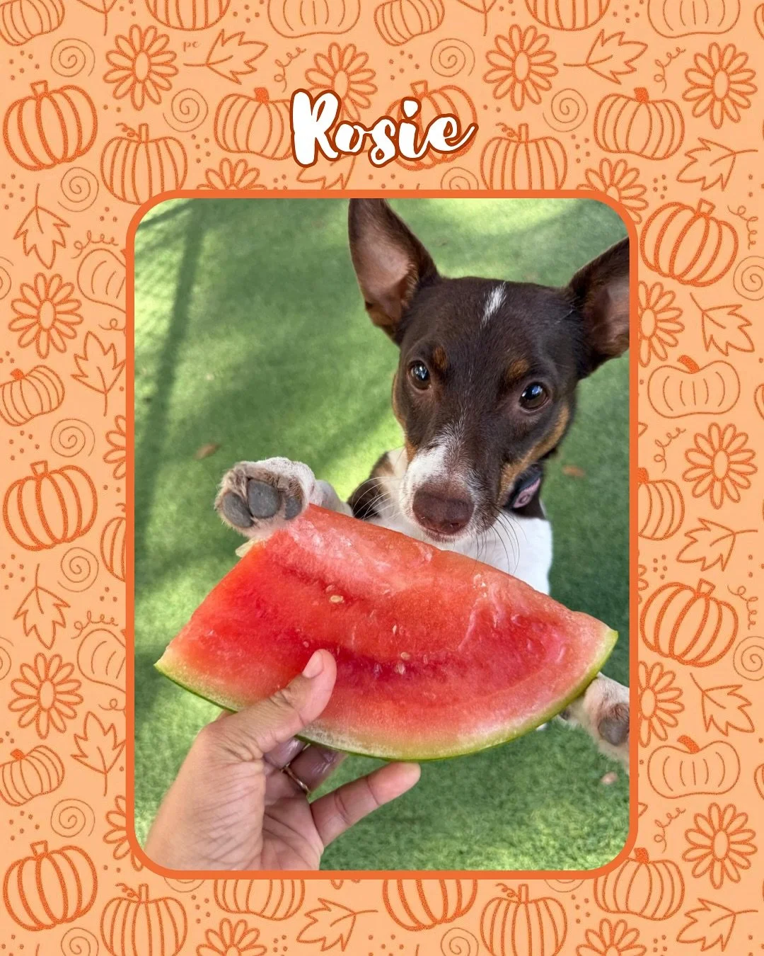 Jazz&rsquo;s Wonderland has the best sweet treats and bathing services for your pup! 🐶

We have&hellip;

🛁 Bathing and Spas
🍦 Doggy Ice Cream
🪮Grooming Services 
🍉 Watermelon Slices
🫐 Puppy Parfaits

&hellip;and more!

Add one of our services t