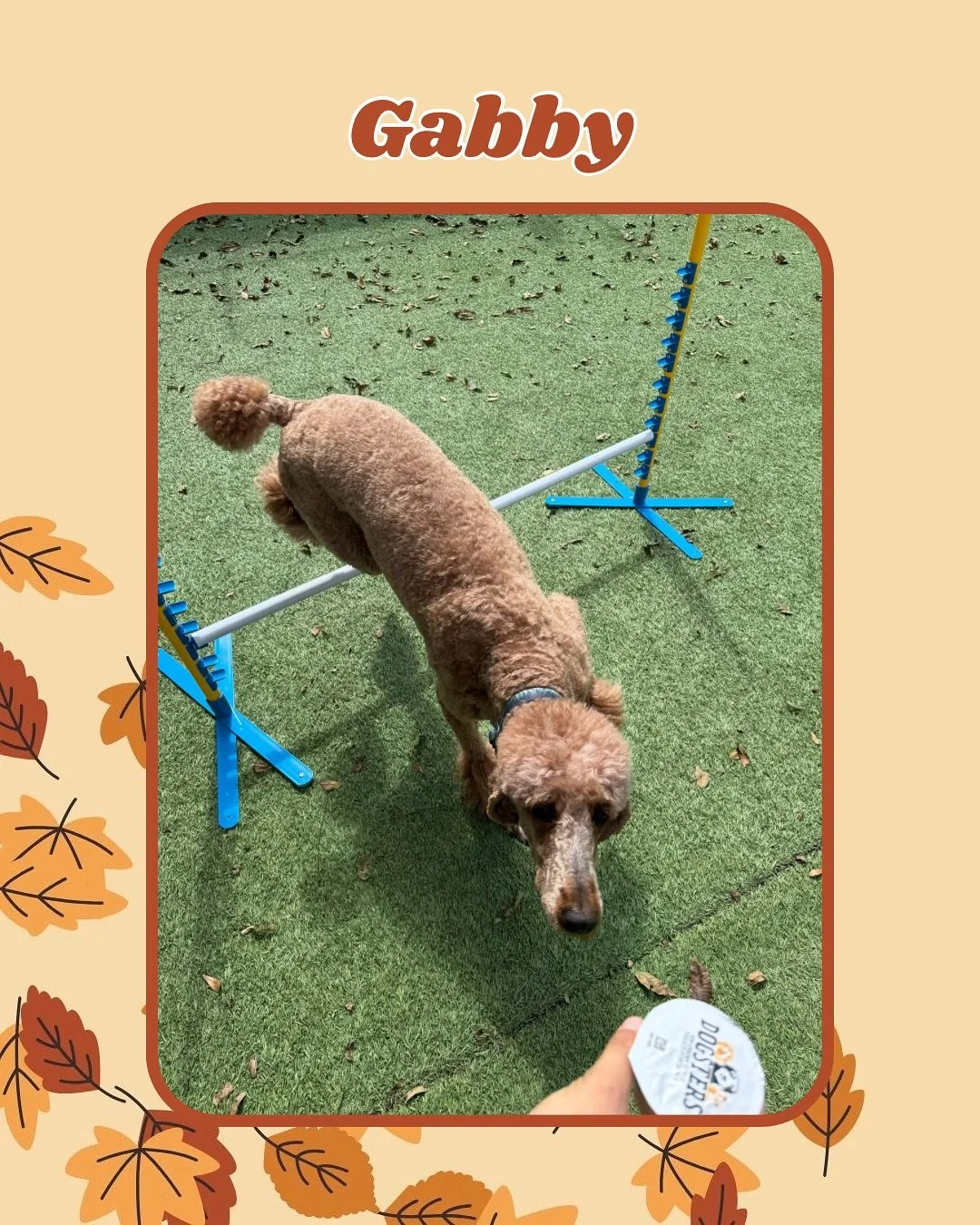 🐾🧩 It&rsquo;s Enrichment Time! 🧩 🐾

Jazz&rsquo;s Wonderland offers quality enrichment services for your pup alongside our daycare and boarding services. This week, our pups practiced their obstacle courses, and went on our class Farm Walk!

Want 