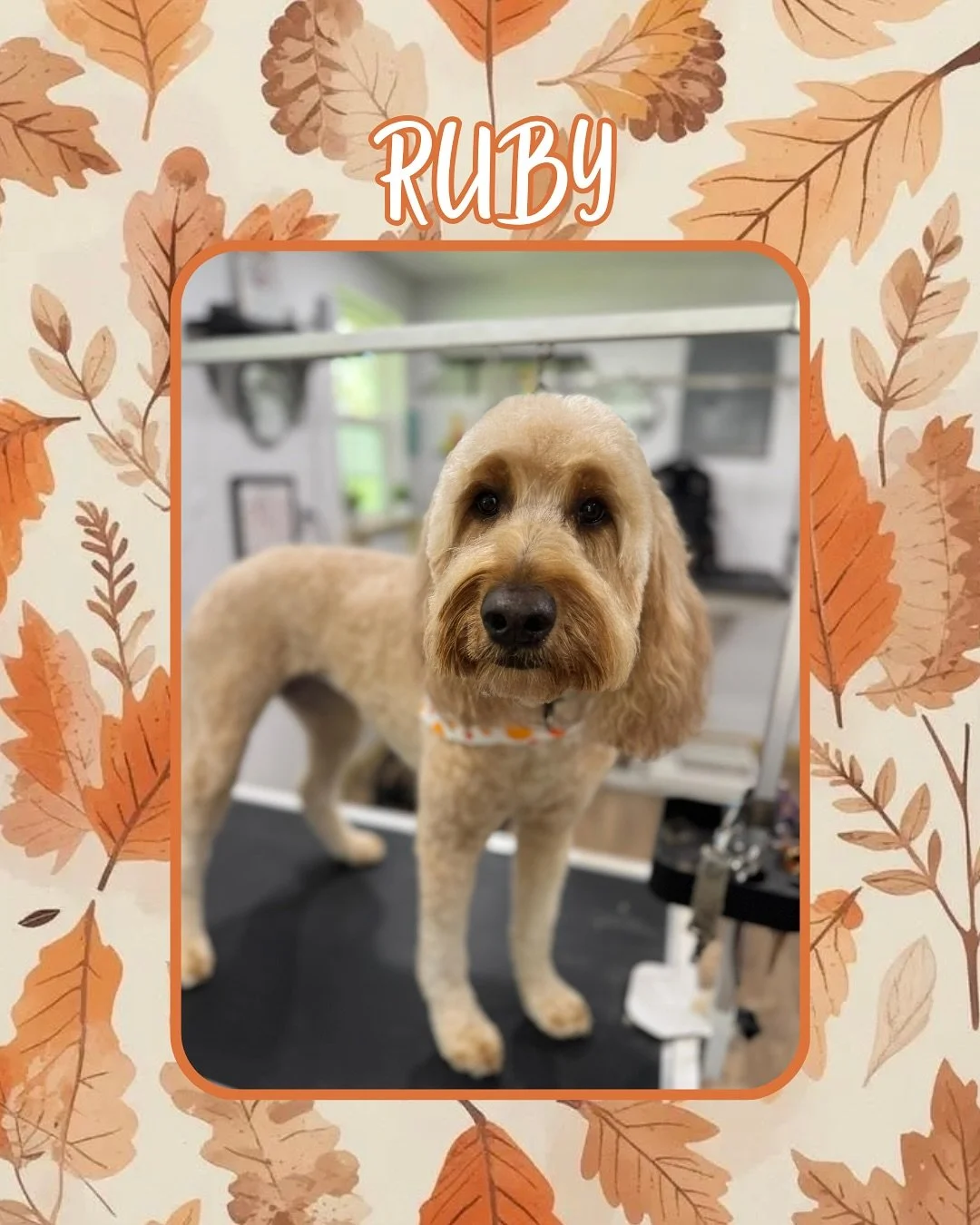 Ashley Knott, one of our groomers, has done some fabulous work recently. So we think it&rsquo;s best we share it with everyone! 

Book your dog&rsquo;s groom with one of wonderful groomers at Jazz&rsquo;s Wonderland today! 🐶🧼🦴🪮

#jazzswonderland 