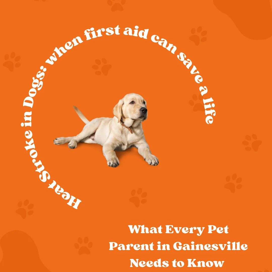 Heat Stroke in Dogs: What Every Pet Parent in Gainesville Needs to Know

Florida summers are beautiful &mdash; but they can also be dangerous for our furry friends. With Gainesville&rsquo;s hot and humid climate, dogs are especially vulnerable to hea