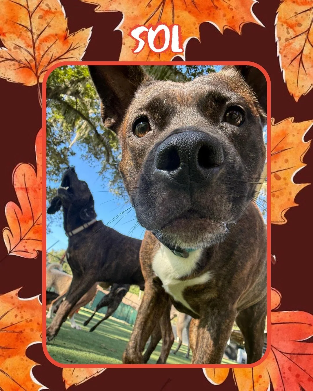 Leaves are falling and tails are wagging! These pups wish everyone a happy weekend! 🍂🐶 

Want to join our pack? Book your pup&rsquo;s reservation with us at Jazz&rsquo;s Wonderland!

#jazzswonderland #gainesville #florida #doggydaycare #dogdaycare 