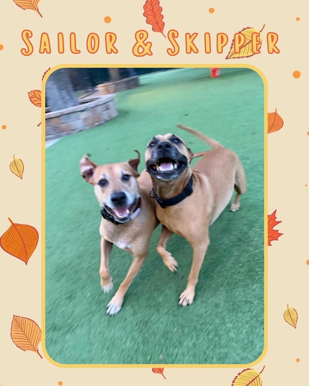 Starting the week of strong with lots of playtime and tail wags! 🍁🐾🐶

Want to join the fun? Book your pup&rsquo;s reservation with Jazz&rsquo;s Wonderland today! 🦴

#jazzswonderland #gainesville #florida #doggydaycare #dogdaycare #dogsofinstagram