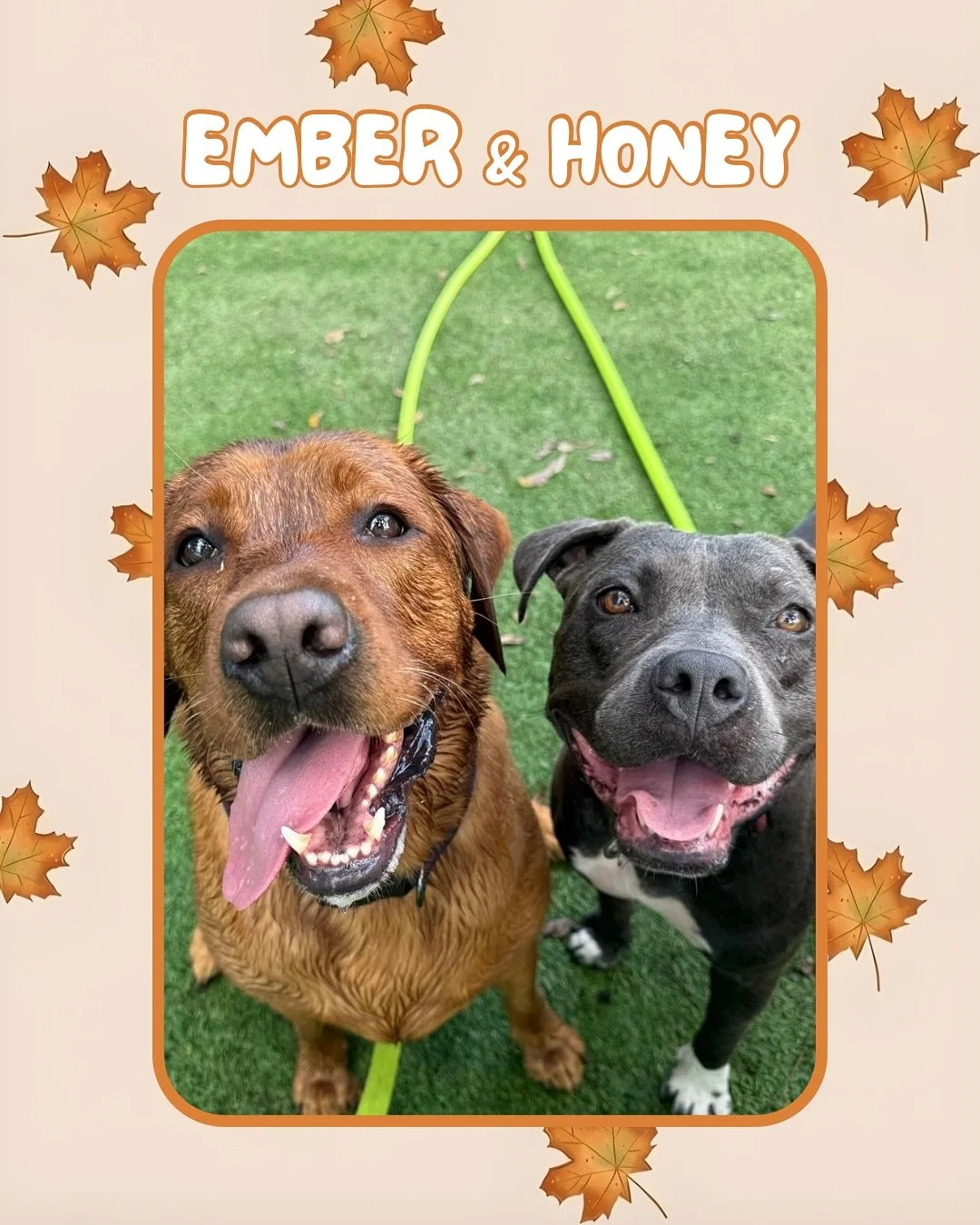 Everyday is a packed full of fun times and good vibes with these pups! Come join us, book your pup&rsquo;s reservation at Jazz&rsquo;s Wonderland today! 🐾🐕💛

#jazzswonderland #gainesville #florida #doggydaycare #dogdaycare #dogsmile #dogsofinstagr