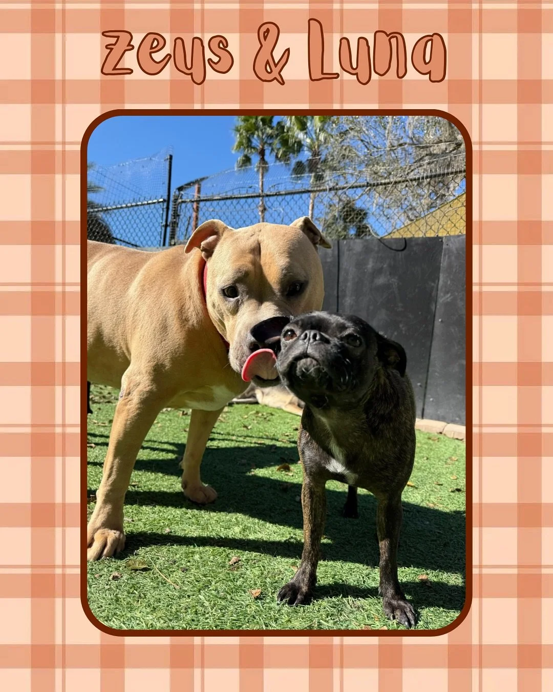 The colder the air, the zoomier they get! Look out Gainesville, here come our daycare pups 🍂🐾🐶

Want to join our pack? Make your reservation with Jazz&rsquo;s Wonderland today!

#jazzswonderland #gainesville #florida #doggydaycare #dogdaycare #dog