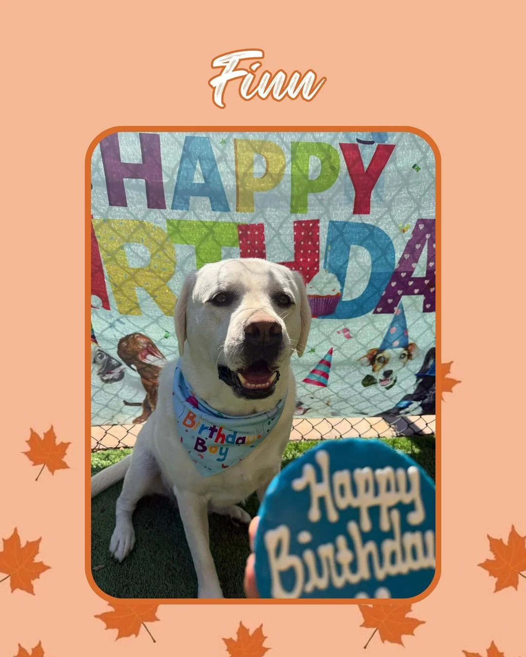 Did you know❔ Jazz&rsquo;s Wonderland offers a variety of quality services for your pup! These services include&hellip;

🎂 Birthday Pawties
🧩 Enrichment
🍦 Doggy Ice Cream
🛁 Bathing Services
🐖 Pig Ears
🪮 Grooming Services

&hellip;And more!

Mak