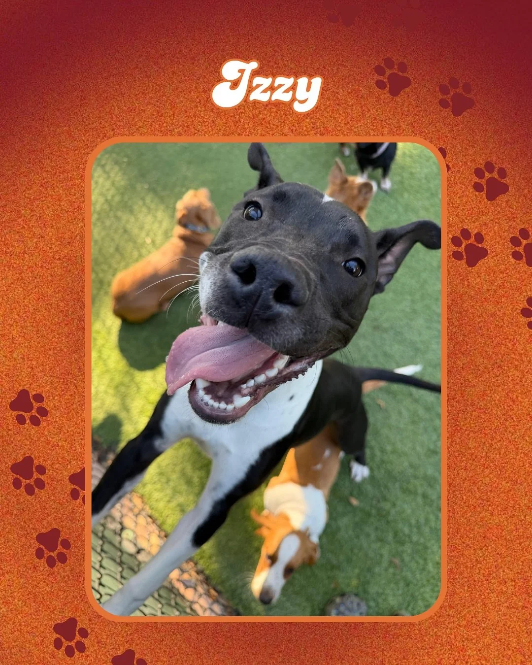 It&rsquo;s Saturday! These pups are having a pawesome time running, napping, and playing with friends. Join our pack! Make your dog&rsquo;s reservation at Jazz&rsquo;s Wonderland today! 🐾🦴🐶

#jazzswonderland #gainesville #florida #doggydaycare #do