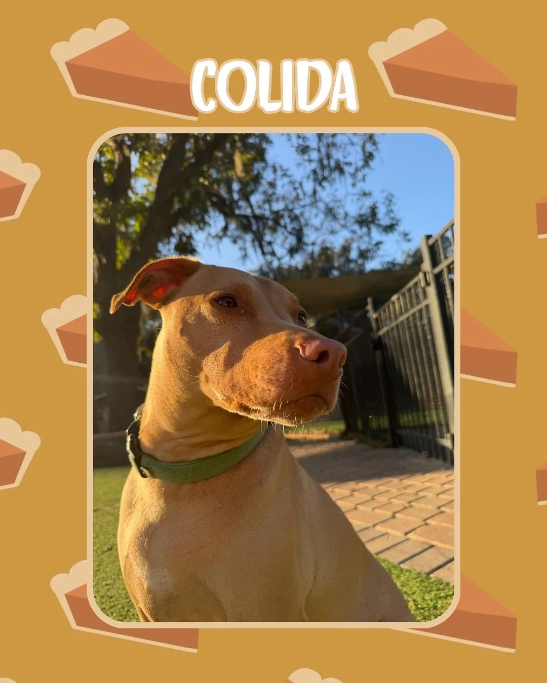 Thanksgiving is coming up soon, so make sure to book your pup&rsquo;s Thanksgiving getaway with Jazz&rsquo;s Wonderland before spots fill up! We can&rsquo;t wait to spend Thanksgiving with all these sweet faces 🐕🦴🦃

#jazzswonderland #gainesville #