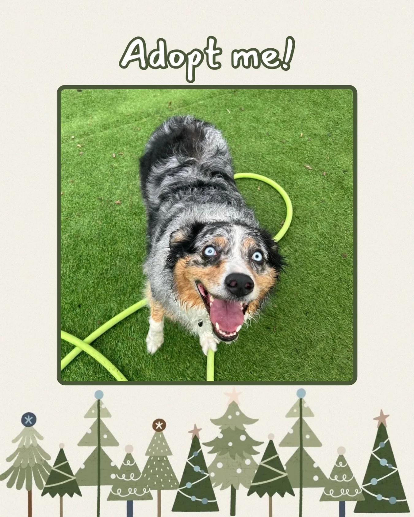 Adoption Alert‼️🚨

Meet Skye, a 5 year old Australian shepherd who is ready for a fur-ever home. This sweet pup will give you all the love and friendship you could ask for. Skye deserves a home where she can be love and be loved by her family!

Are 