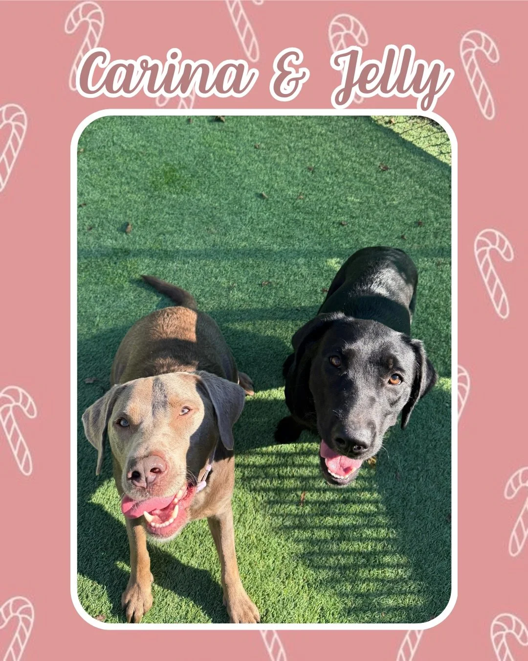 What could be better than playing with your best friends? Playing with your best friends at Jazz&rsquo;s, of course! 🐶

Book your pup&rsquo;s stay with us at Jazz&rsquo;s Wonderland today! 🐾

#jazzswonderland #gainesville #florida #doggydaycare #ex