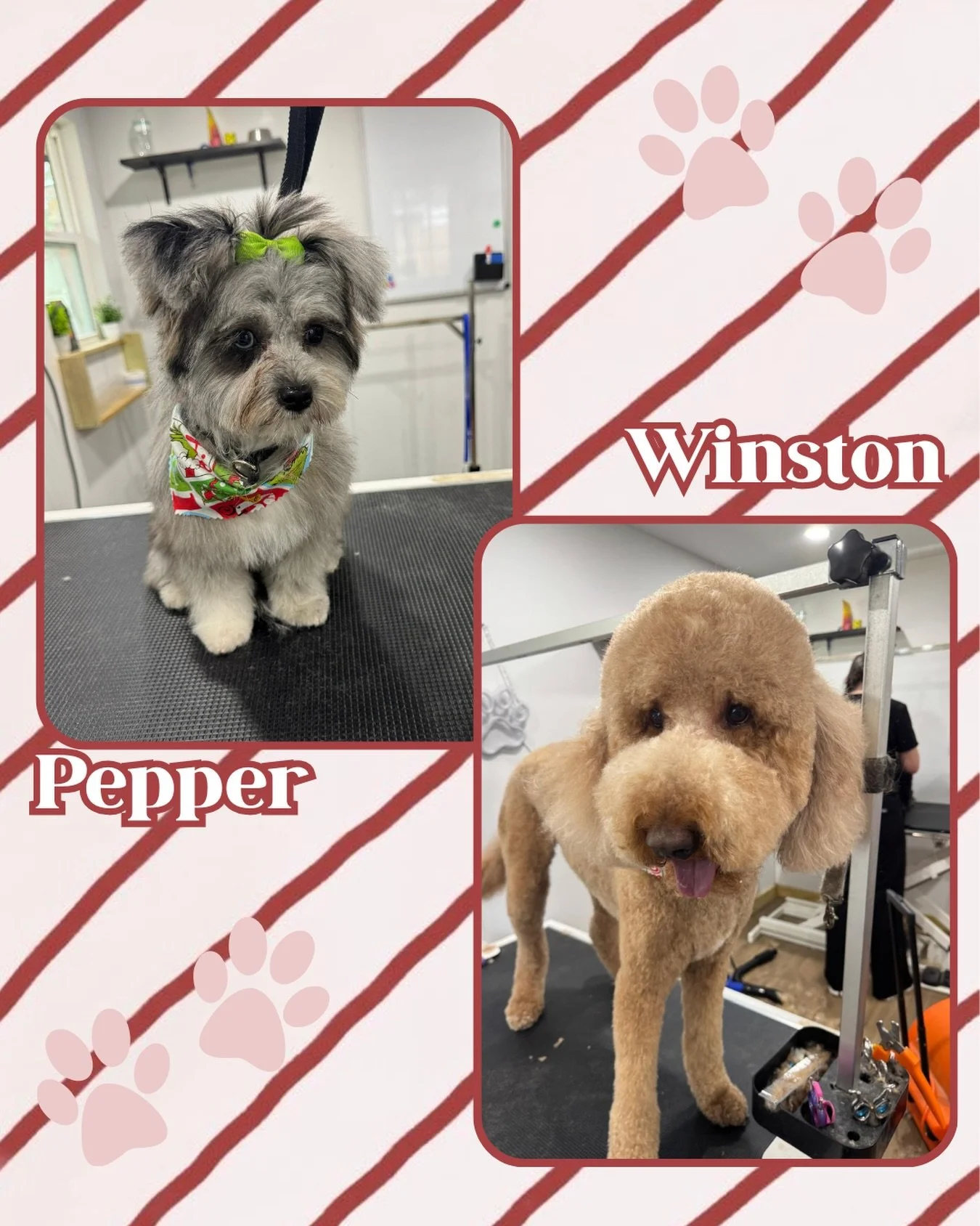 Our talented groomer, Ashley Knott, has been doing some wonderful work as of late! Every groom with her will leave your pup feeling brand new. 🛁🐾

Add a full or mini groom to your pup&rsquo;s next stay at Jazz&rsquo;s Wonderland! 🐶🪮

#jazzswonder