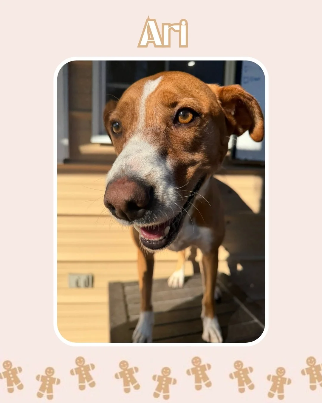 It&rsquo;s the holiday season! We&rsquo;re getting into the spirit with lots of playtime, snacks, and zoomies! Why don&rsquo;t you come join us? 🐾🎅🏻

Book your pup&rsquo;s holiday stay at Jazz&rsquo;s Wonderland today! 🎄🦴

#jazzswonderland #gain