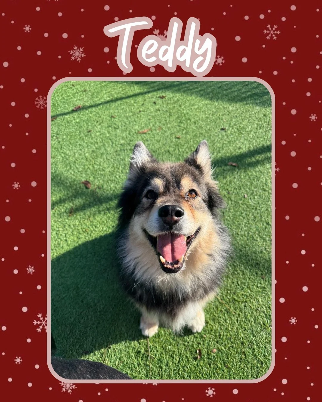 Tis the season to have even MORE zoomies! And Jazz&rsquo;s Wonderland is the best place to embrace the spirit 🐶🎄🎁

Book your pup&rsquo;s stay with us today! 🐾

#jazzswonderland #gainesvilleflorida #explorepage #doggydaycare #christmas
