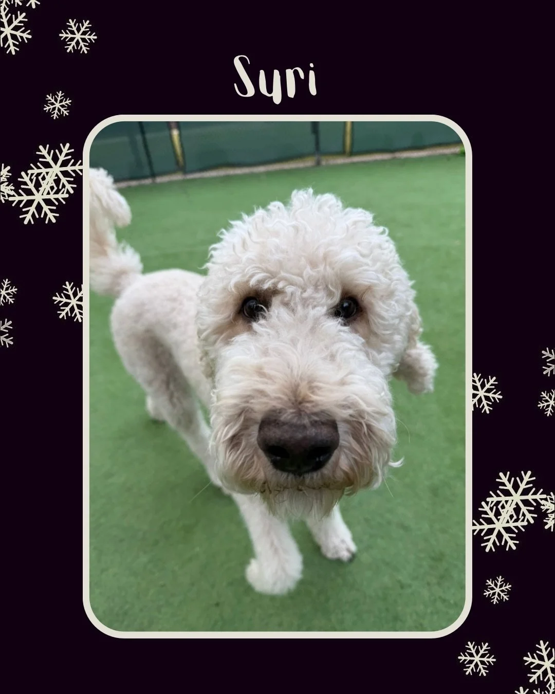 Happy Holidays from Jazz&rsquo;s Wonderland! Come and join us for daycare or boarding this holiday season! ☃️🐕

#jazzswonderland #gainesvilleflorida #doggydaycare #dogsmile #christmas