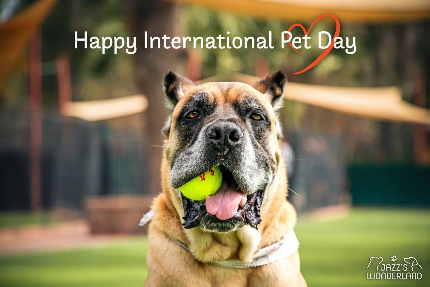 They aren&rsquo;t just pets; they are the anchors of our daily lives. From the quiet morning moments to the high-energy afternoon play, they bring a level of loyalty and focus that&rsquo;s impossible to replicate. 🐾❤️

Today, we&rsquo;re taking a mo