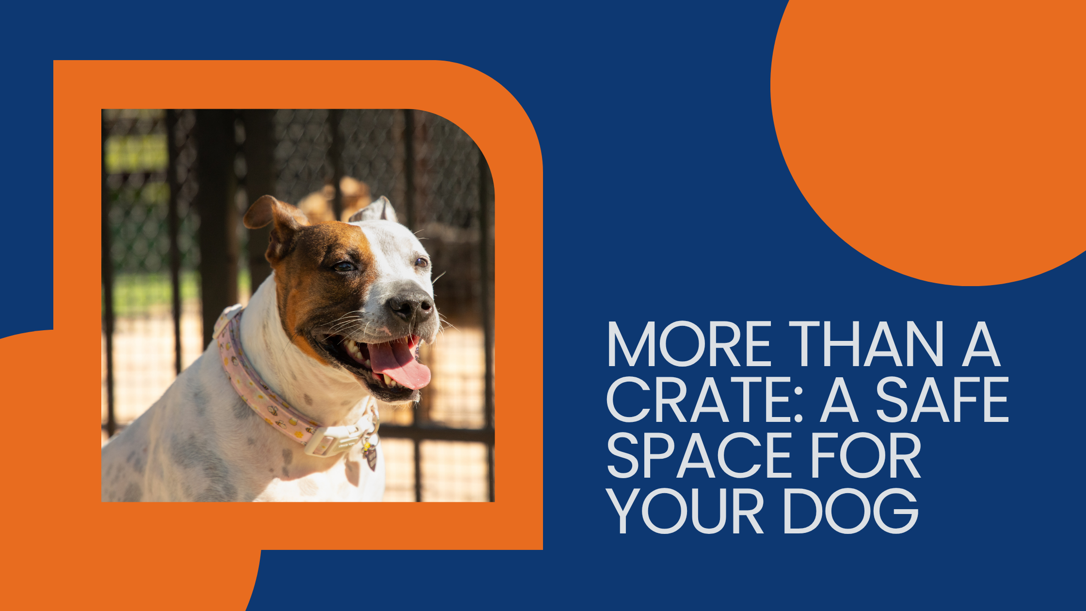 Crate Training for Dogs: Safety, Structure, and How It Supports Your Dog’s Well-Being