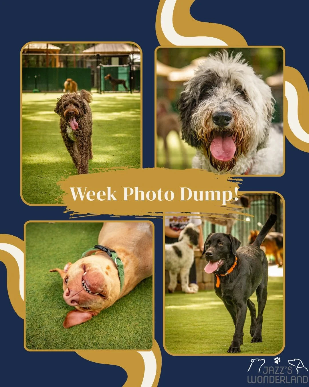 Another wonderful week at Jazz&rsquo;s Wonderland 🐾💛

Filled with happy tails, outdoor adventures, new friendships, and plenty of love, our days are all about creating a fun, safe, and enriching experience for every pup.

Whether they&rsquo;re expl