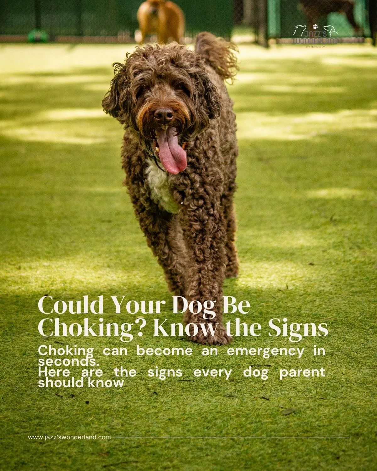 Choking is one of those emergencies that every dog parent hopes to never face &mdash; but knowing the signs can make all the difference. ⚠️🐶

Common choking hazards include rawhides, small toy parts, cooked bones, and sticks. That&rsquo;s why it&rsq