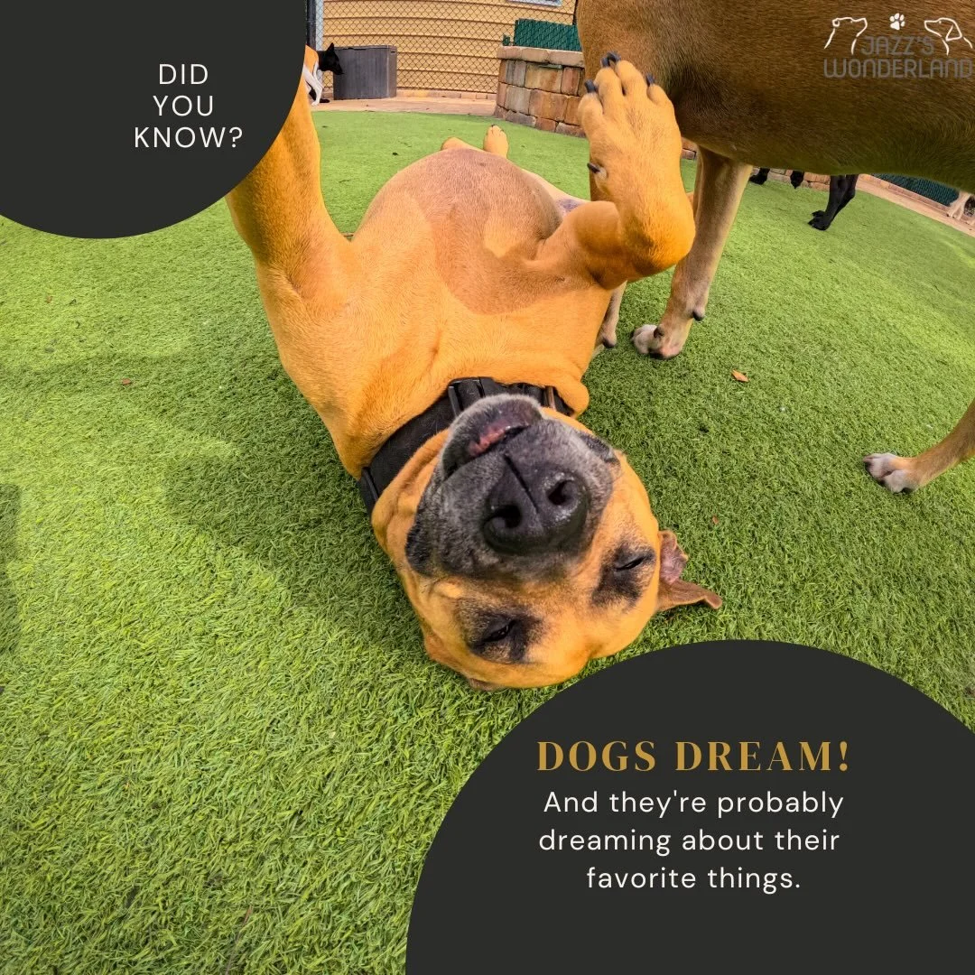 Just like humans, dogs dream while they sleep. 💤🐶

Researchers have found that dogs go through different sleep cycles, including REM sleep &mdash; the stage where dreaming occurs.

That&rsquo;s why you might notice your pup: 🐾 twitching their paws