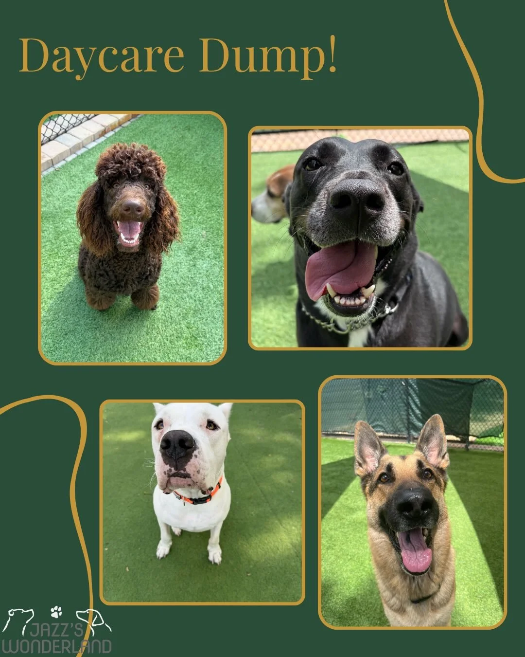 Every day at Jazz&rsquo;s Wonderland is filled with friendship, enrichment, and plenty of fun 🐾💛

Whether they&rsquo;re making new friends, enjoying supervised play, exploring new experiences, or taking well-earned cuddle breaks, our pups spend the