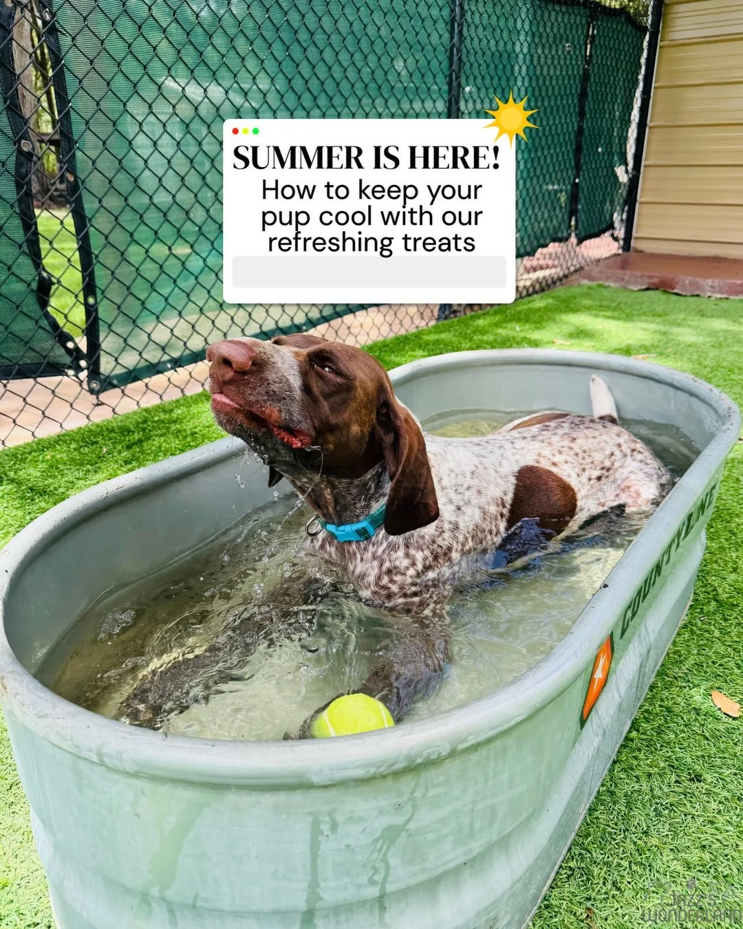 Florida summers can be tough, and at Jazz&rsquo;s Wonderland, we go the extra mile to help our pups stay comfortable, hydrated, and happy throughout the day ☀️

Dogs don&rsquo;t cool down the same way humans do. Since they rely primarily on panting t
