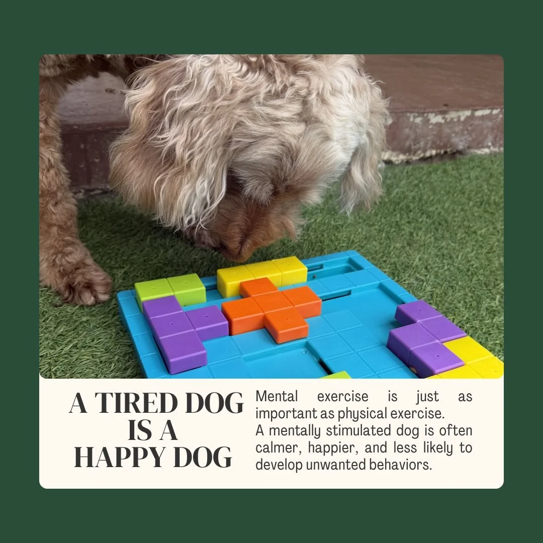 Did you know? 🐶🧠

Physical exercise is important, but mental enrichment is just as essential for a dog&rsquo;s overall well-being.

Activities that encourage dogs to sniff, explore, problem-solve, and experience new environments help build confiden